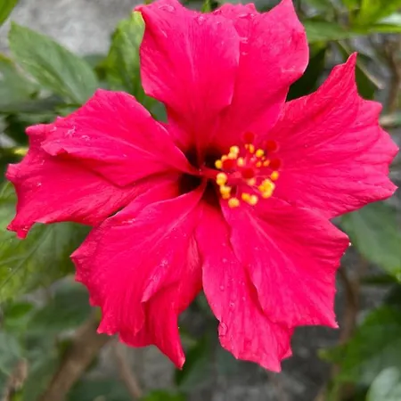 Tropical Garden Tatil Evi