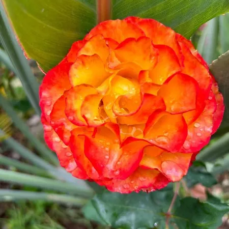 Tropical Garden * Arco da Calheta (Madeira)