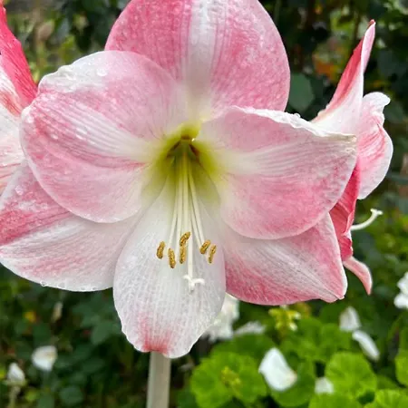 Tropical Garden Σπίτι διακοπών Arco da Calheta (Madeira)