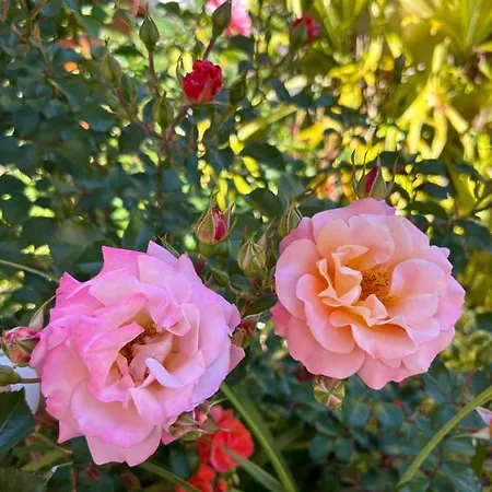 Prázdninový dům Tropical Garden *