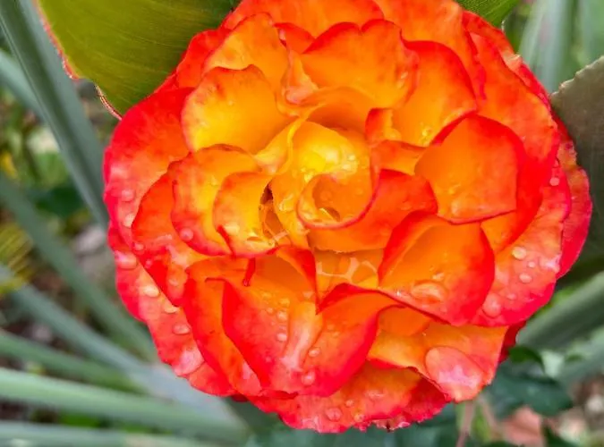 Tropical Garden * Arco da Calheta (Madeira)