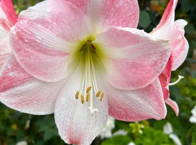 Tropical Garden Ferienhaus Arco da Calheta (Madeira)